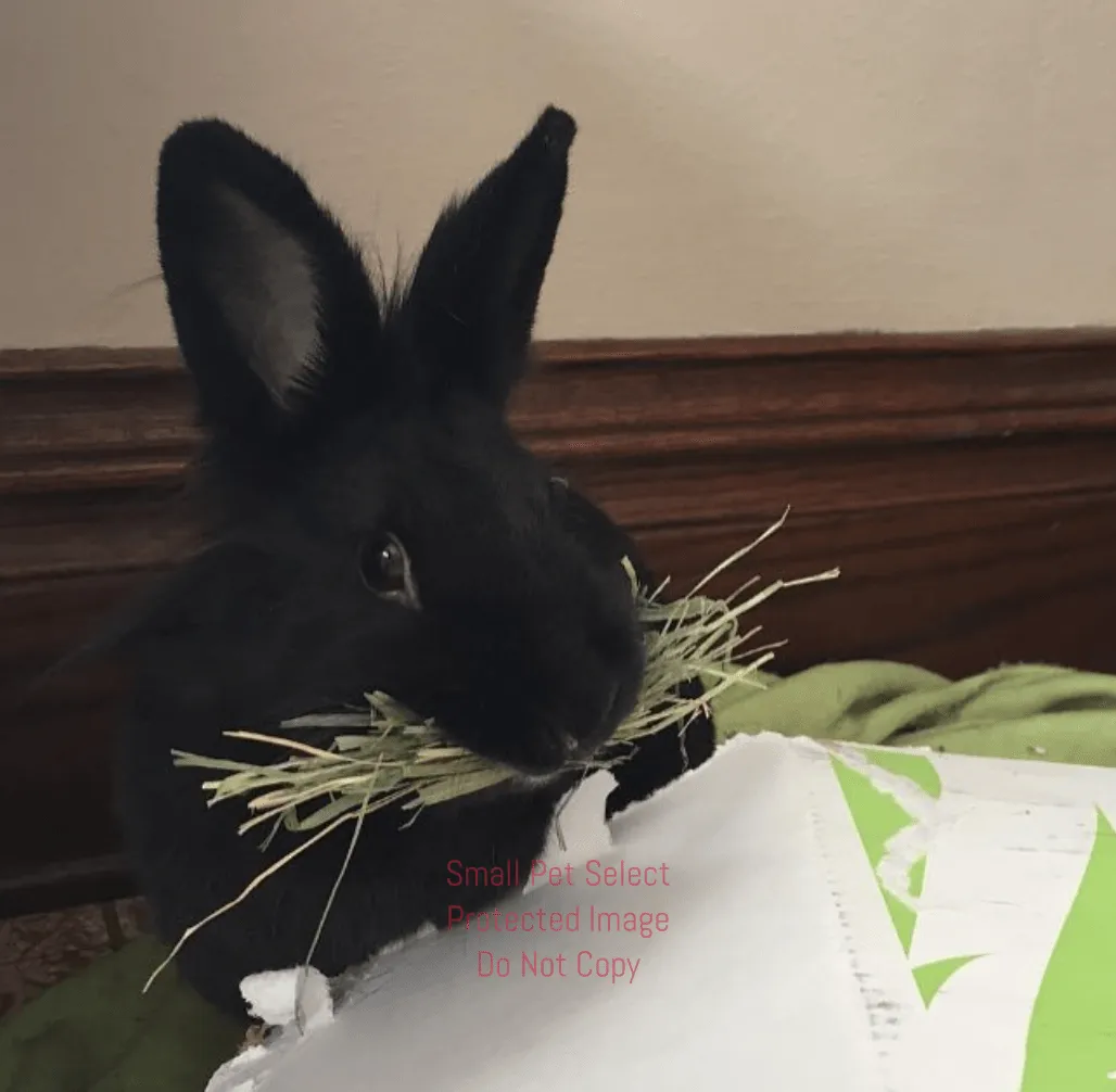 2nd Cut Timothy   Bedding