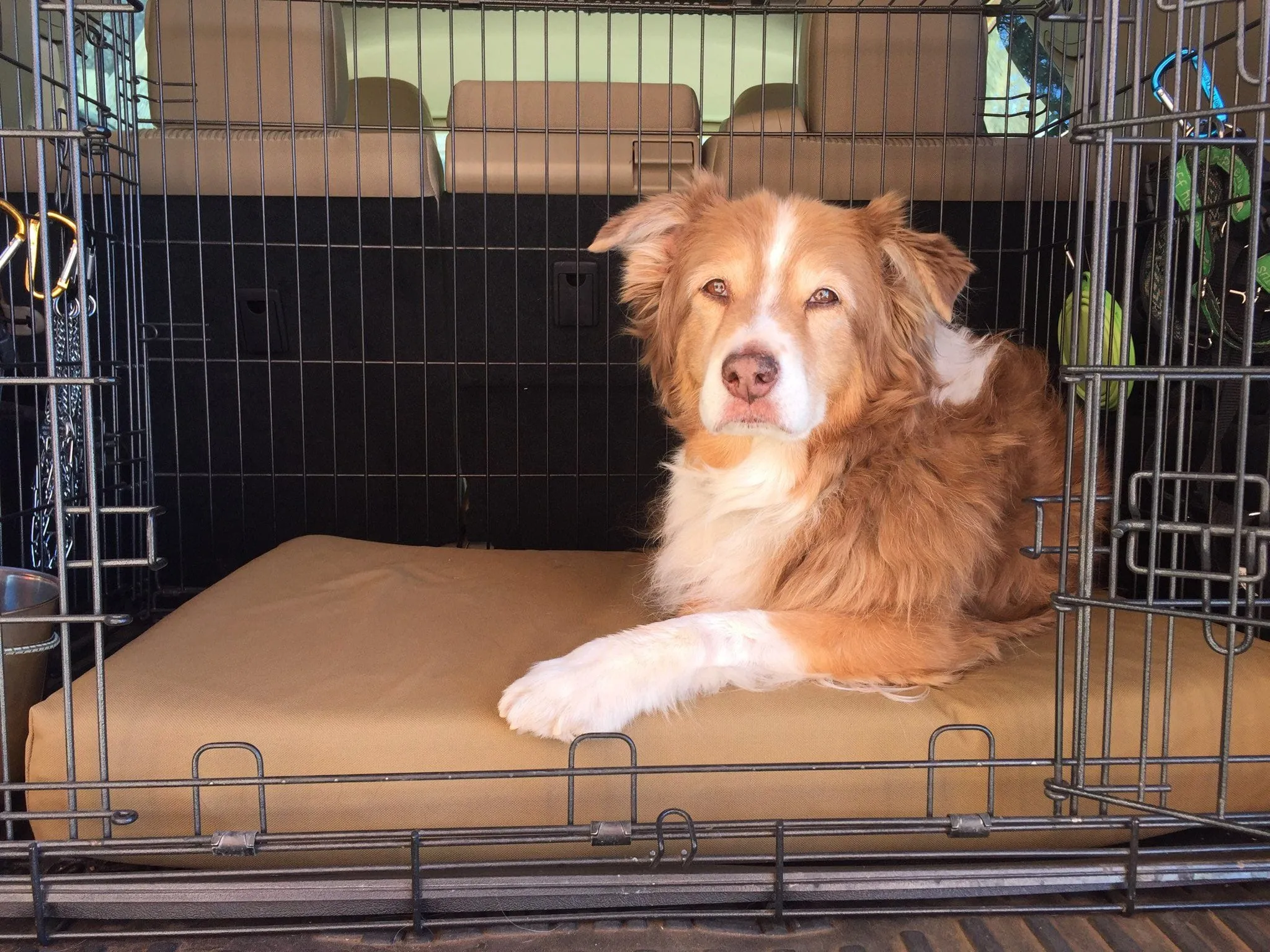 4" Orthopedic Crate Bed