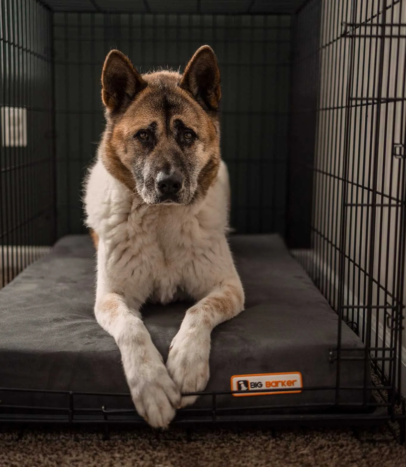 4" Orthopedic Crate Bed