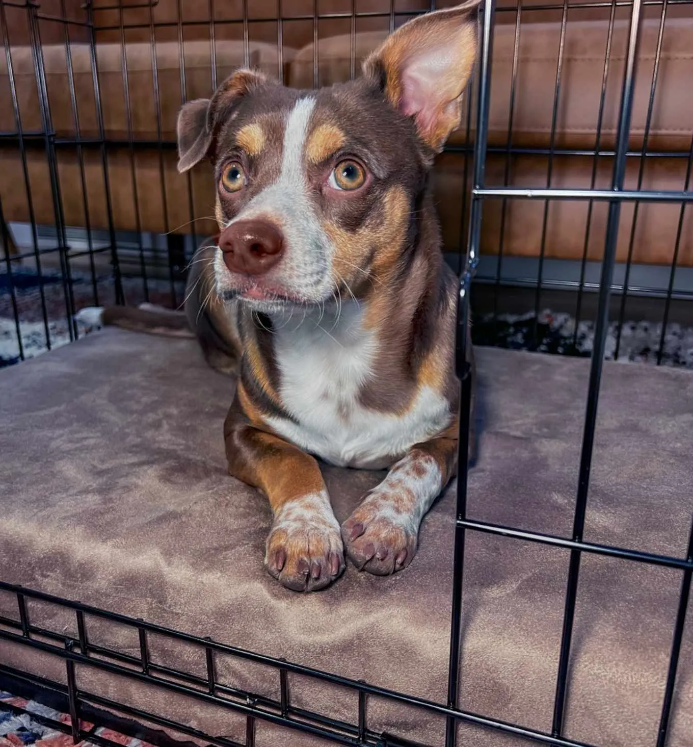 4" Orthopedic Crate Bed