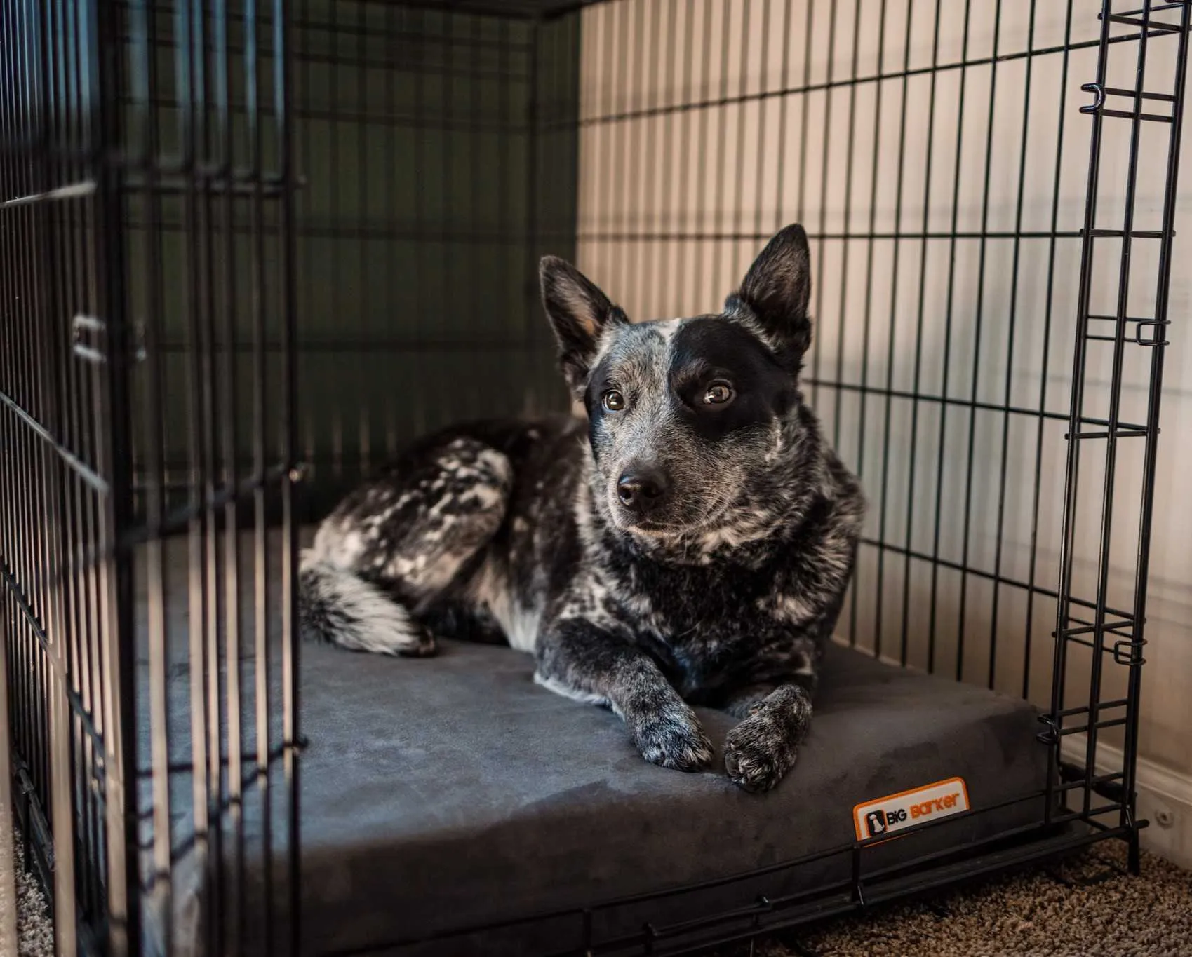 4" Orthopedic Crate Bed