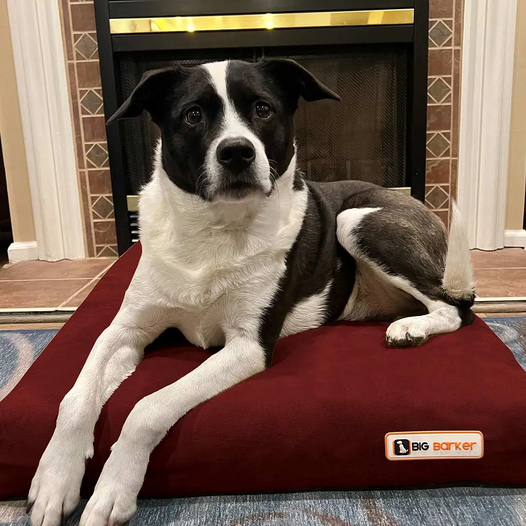 4" Orthopedic Crate Bed