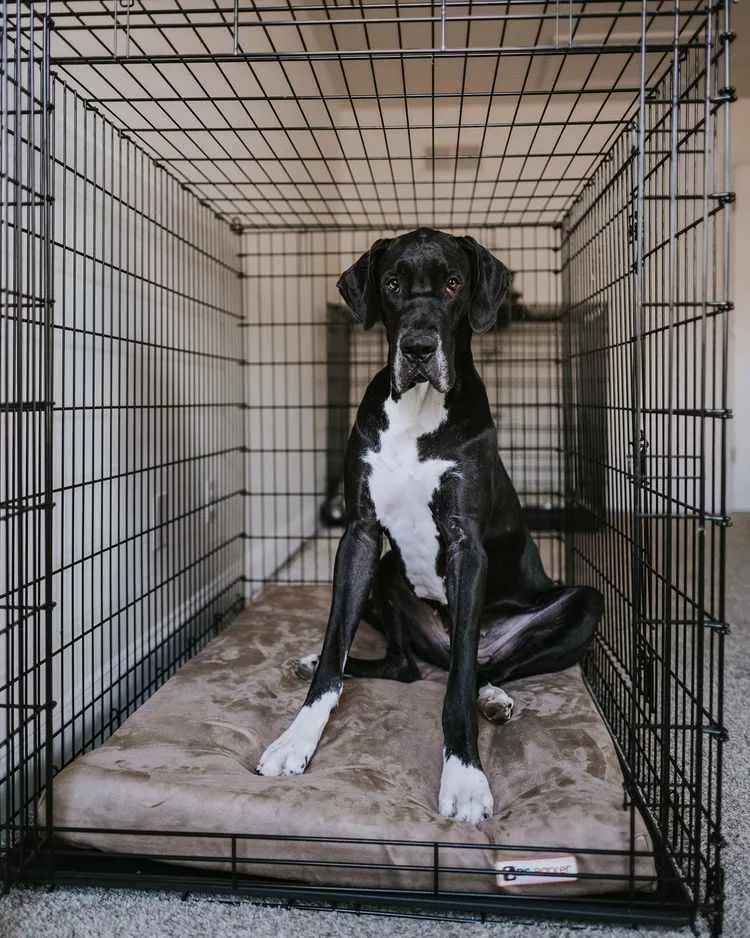 4" Orthopedic Crate Bed