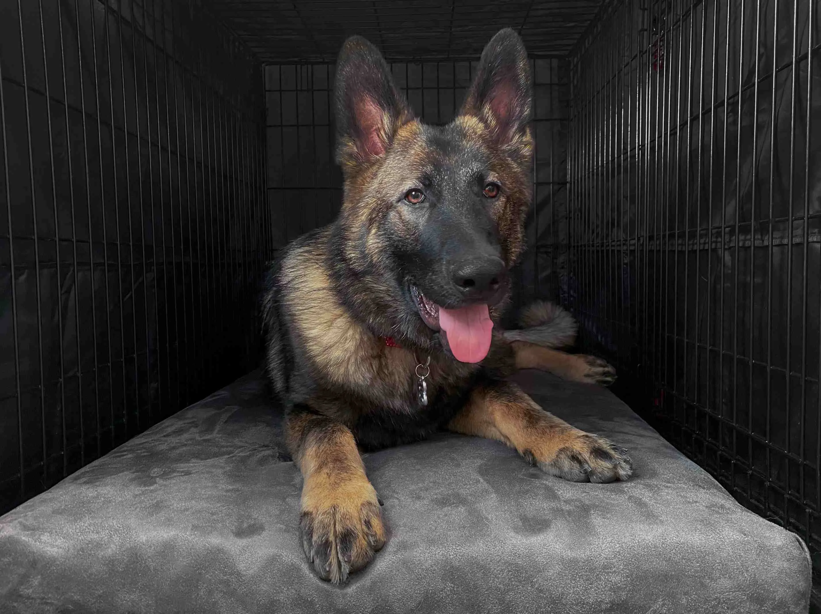 4" Orthopedic Crate Bed