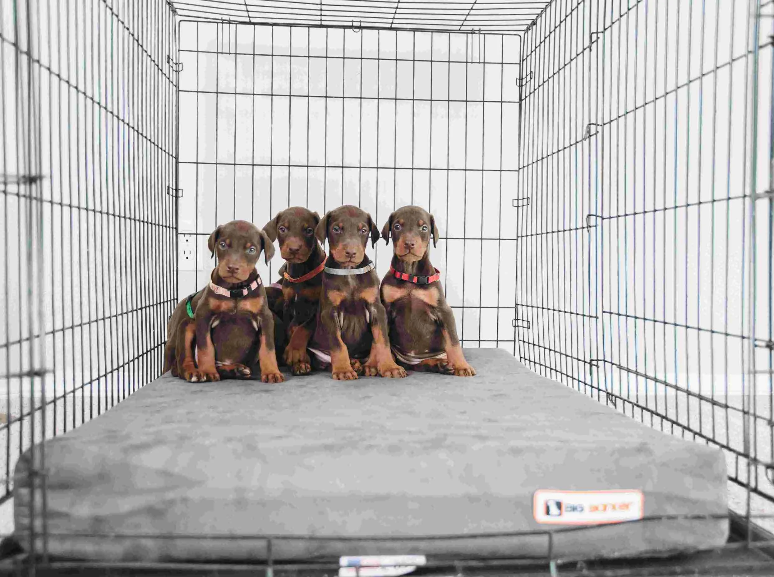 4" Orthopedic Crate Bed