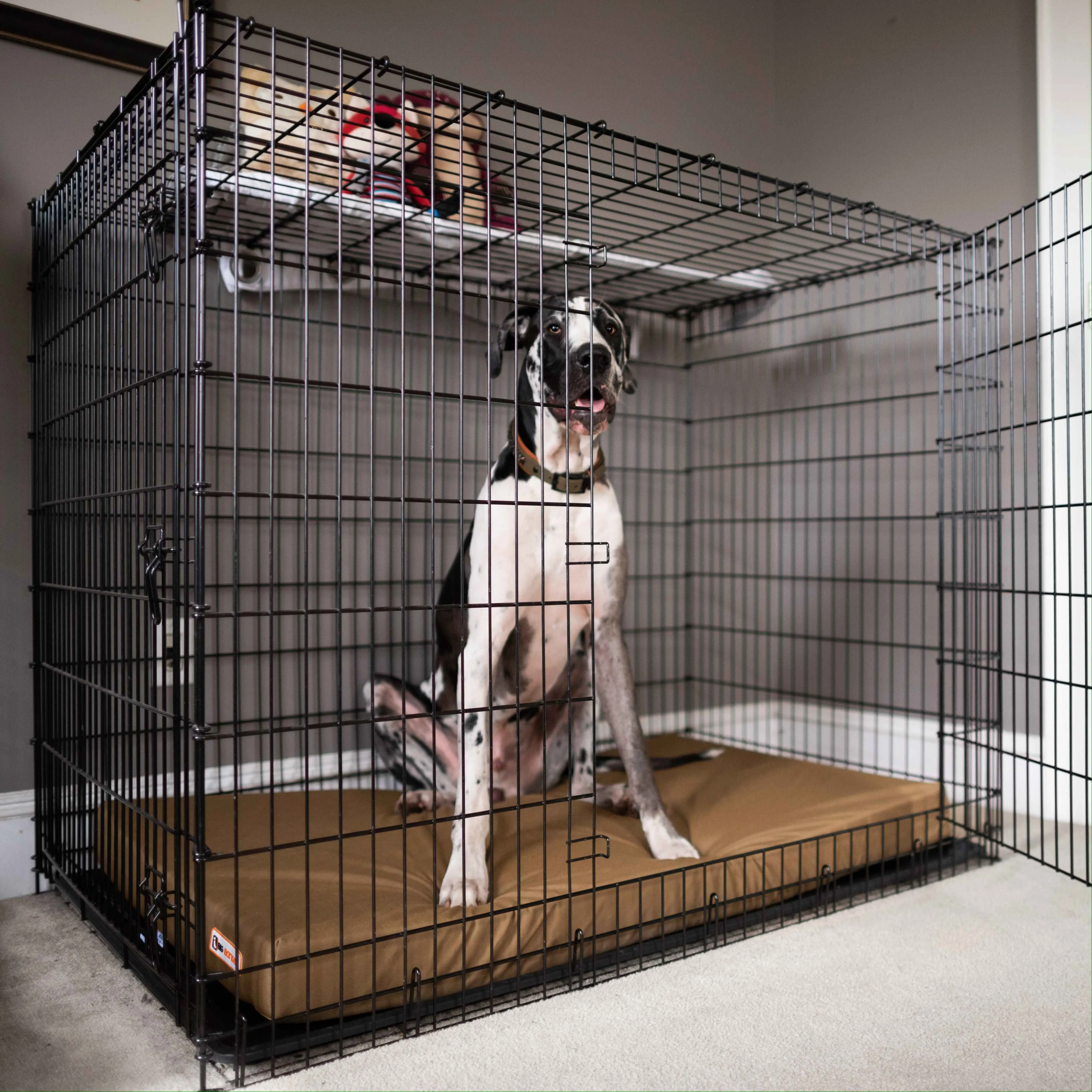 4" Orthopedic Crate Bed