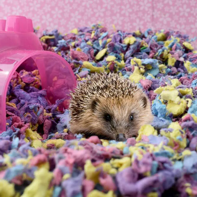 Chipsi Carefresh - Confetti - Pet Bedding