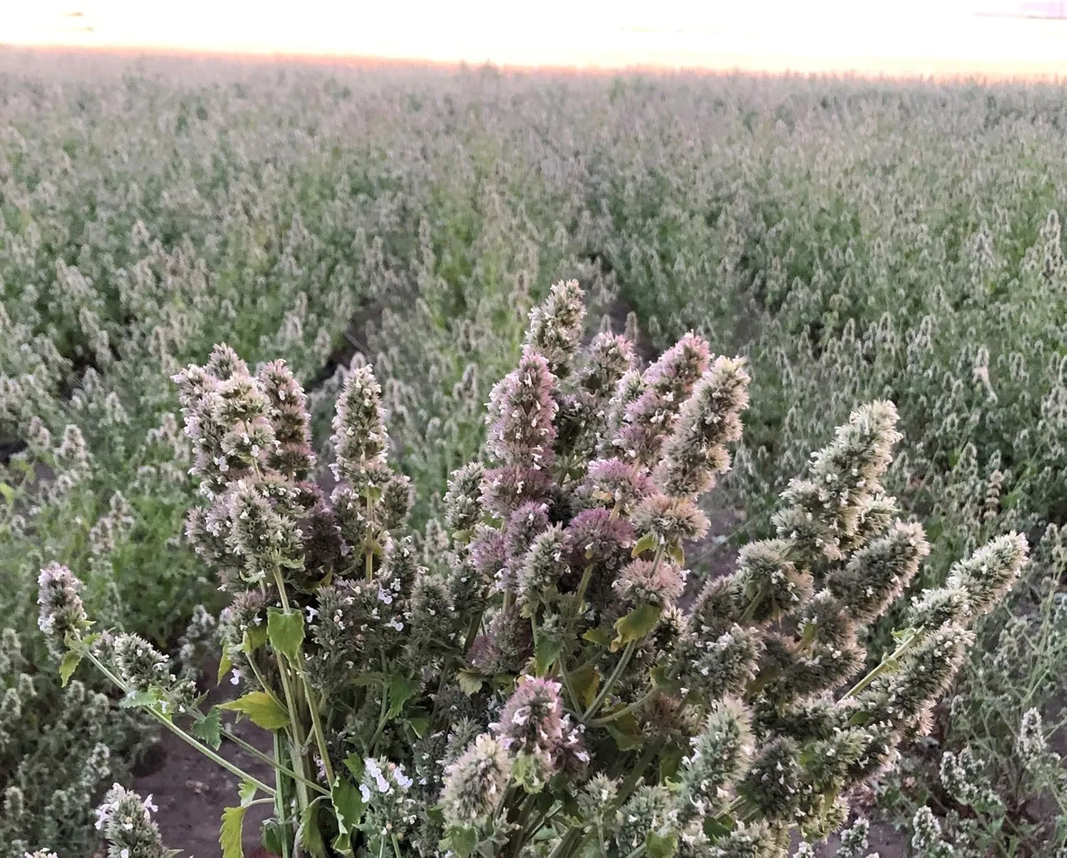 from The Field | Ultimate Blend Catnip & Silver Vine | Premium USA-Grown Catnip for Toys & Playtime | Fresh, Potent, Non-Toxic, Eco-Friendly | Safe for Kittens & Cats | Resealable 2 Oz Tub