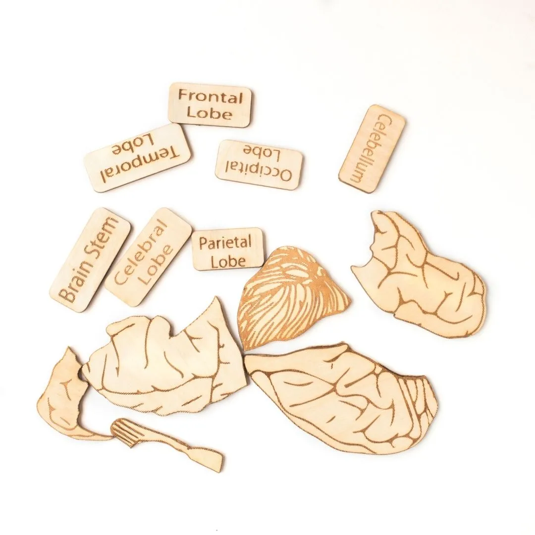 Human Brain Anatomy Puzzle | DIY Coloring Activity (13 Pieces)