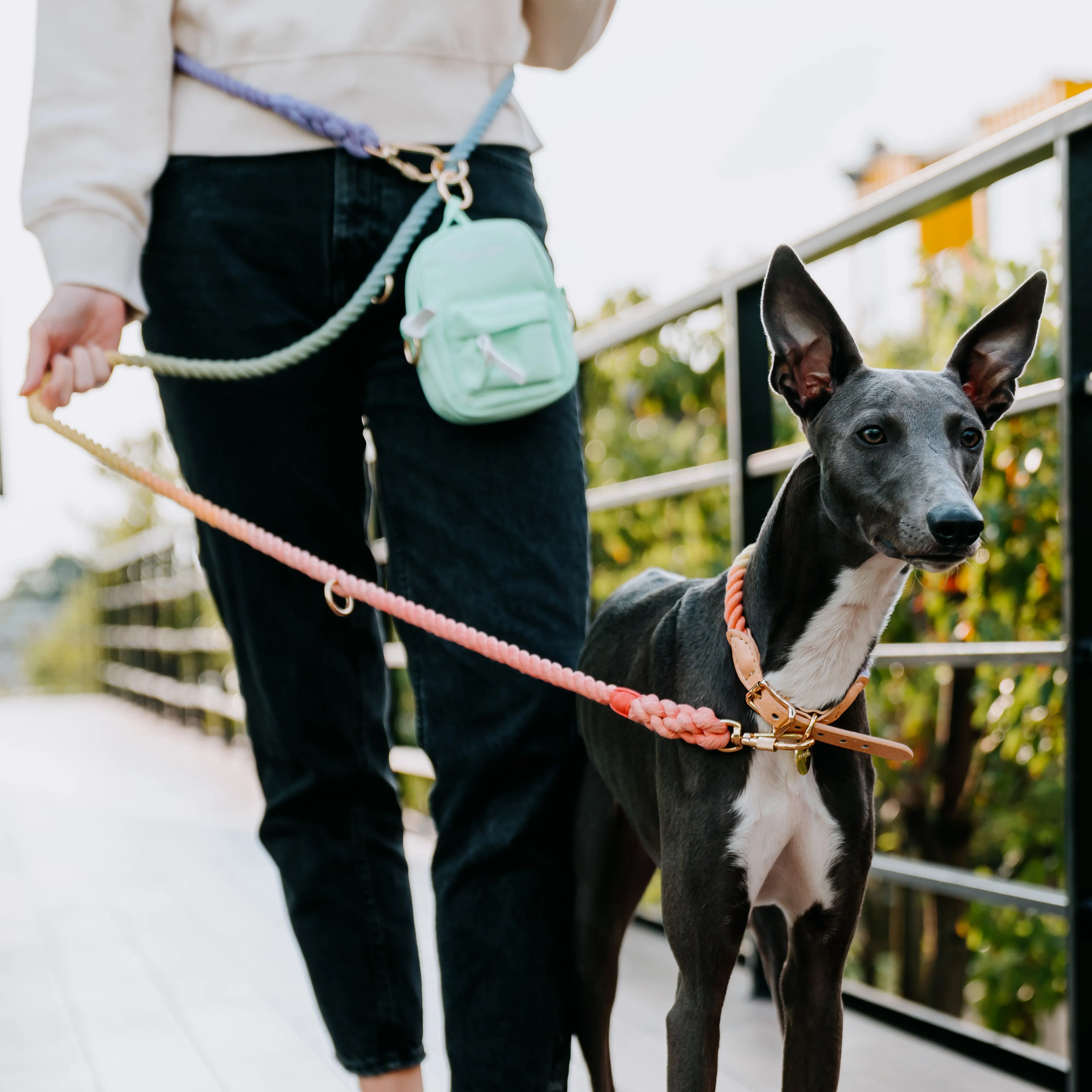 Rainbow Mini Dog Backpack
